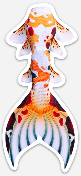Classic Koi Signature Tail Sticker