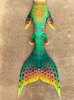 Tail of the Month: Pumpkinseed Signature Fabric Tail