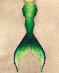 Fathom Signature Fabric Tail