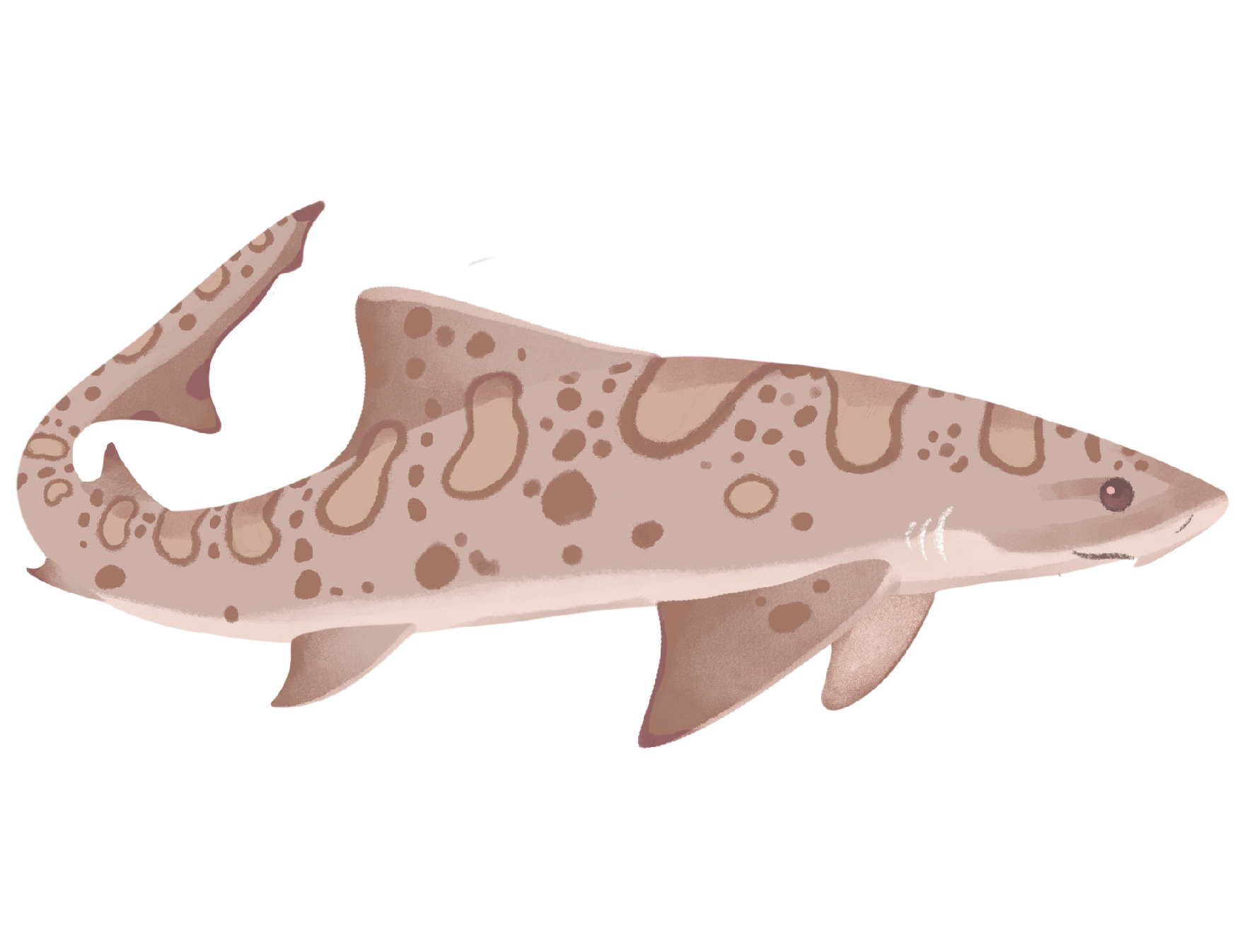 Leopard Shark Sticker