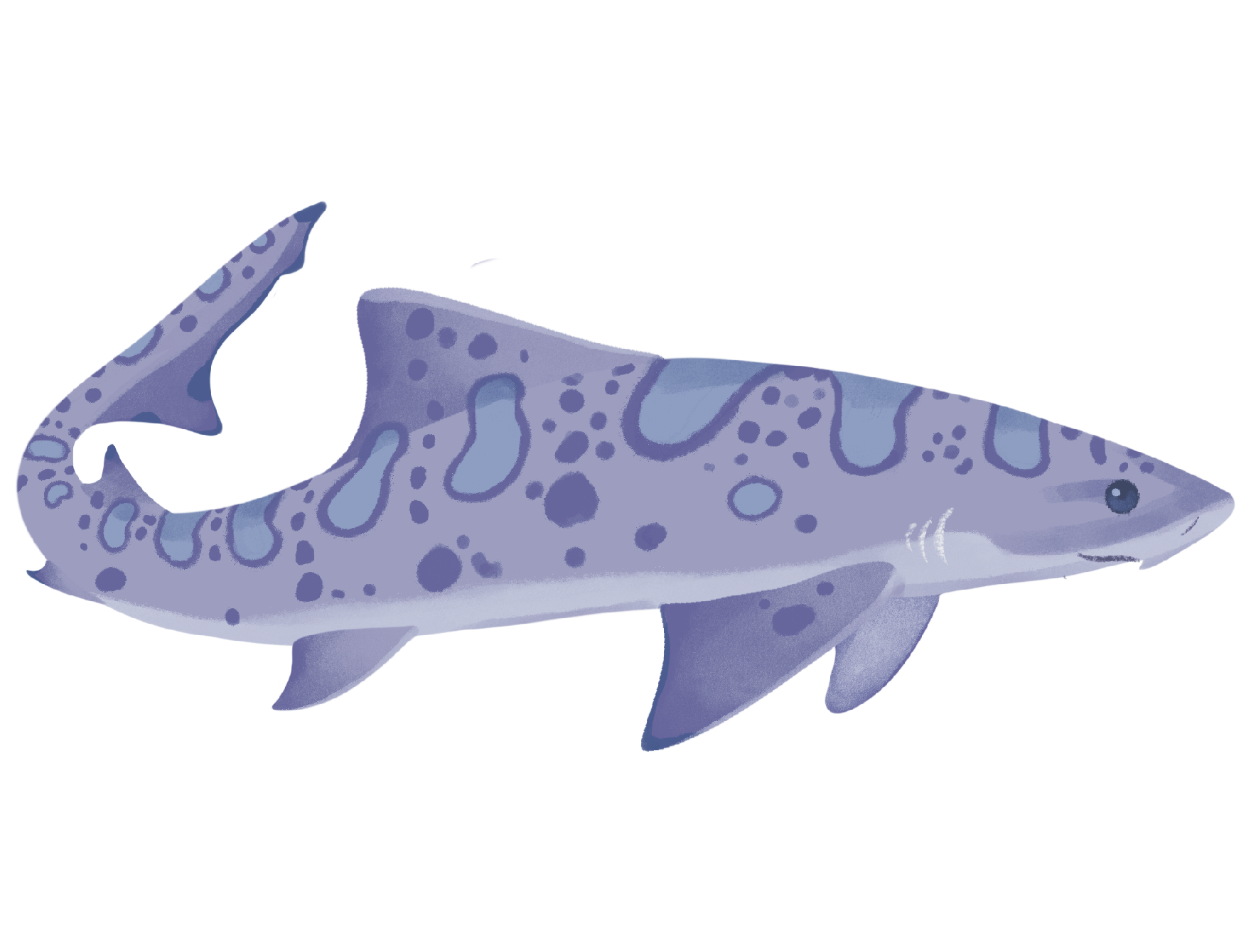 Purple Leopard Shark Sticker
