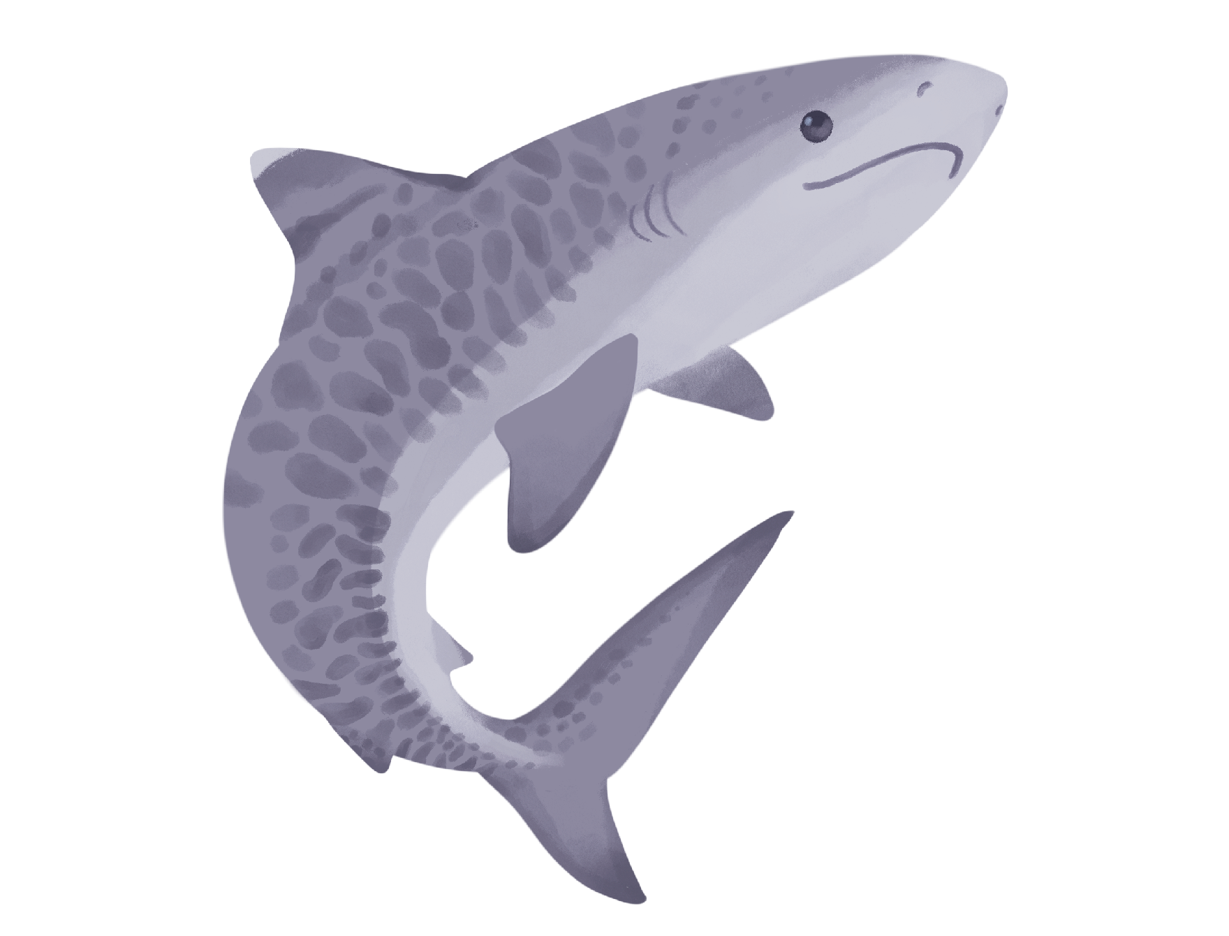Tiger Shark Sticker