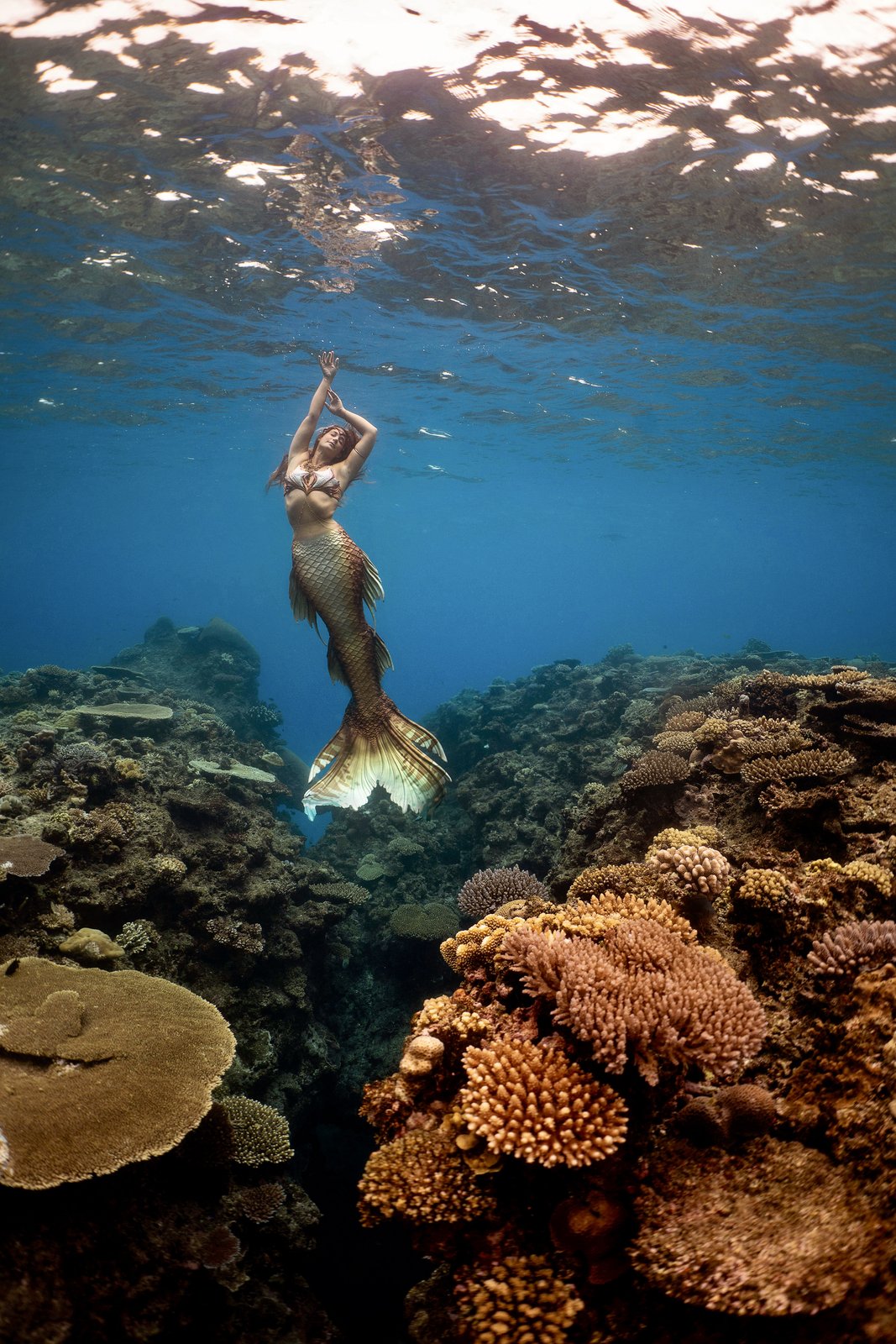 Brandee Anthony, the Vero Beach Mermaid, rising through a coral reef in a golden Finfolk mermaid tail